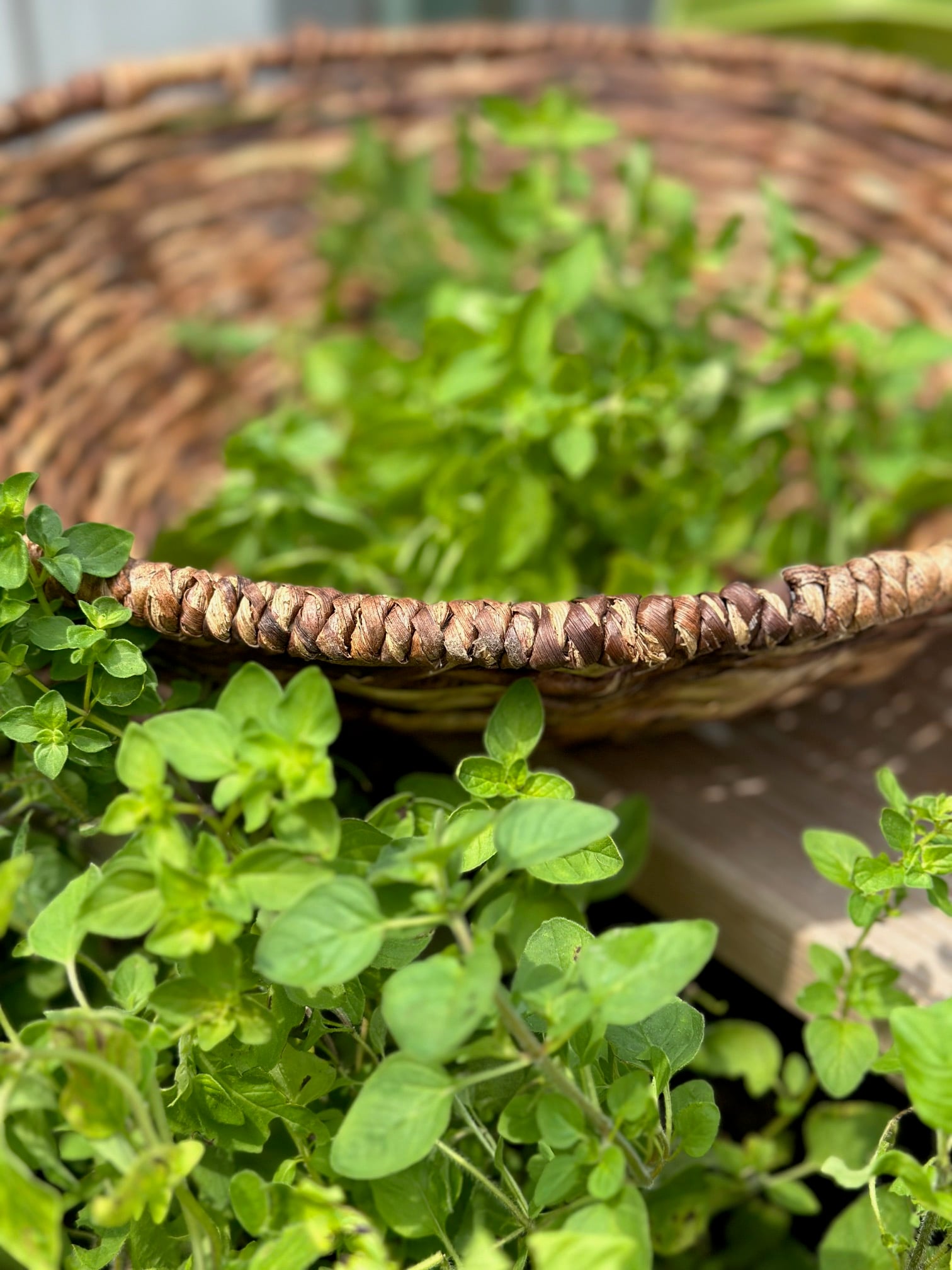 cutting and placing the oregano in a basket. 