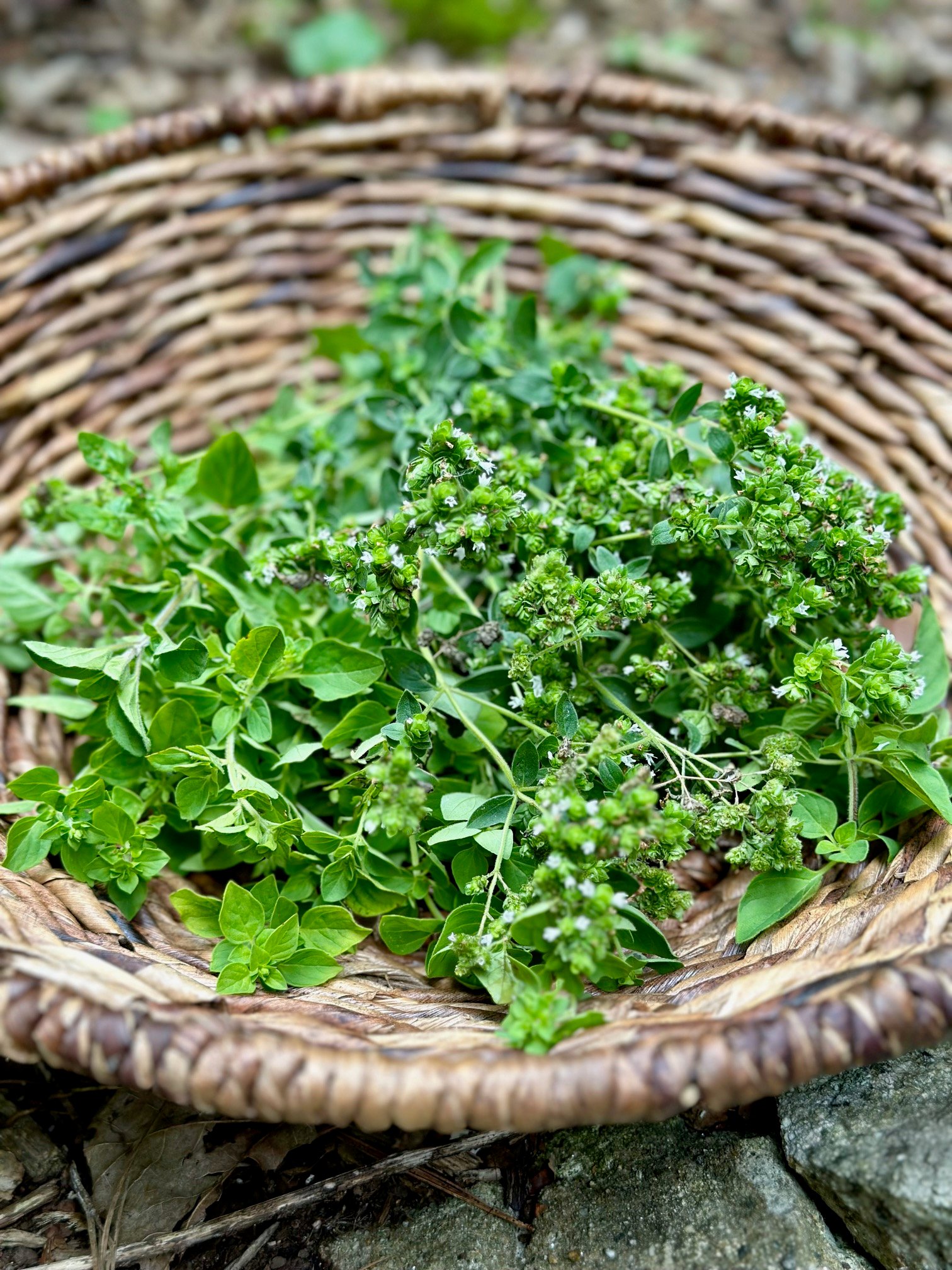 oregano in a basket