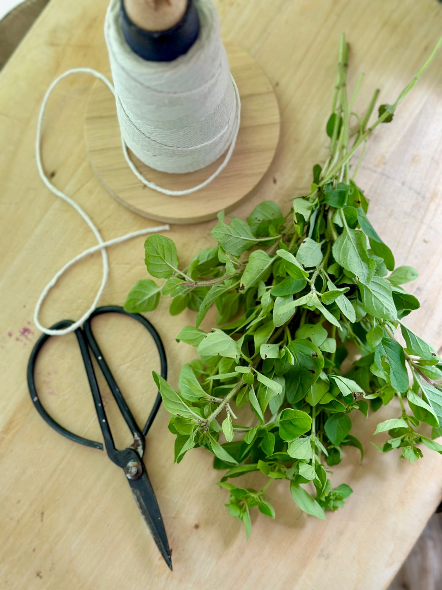 wrapping a bunch of oregano with kitchen string.