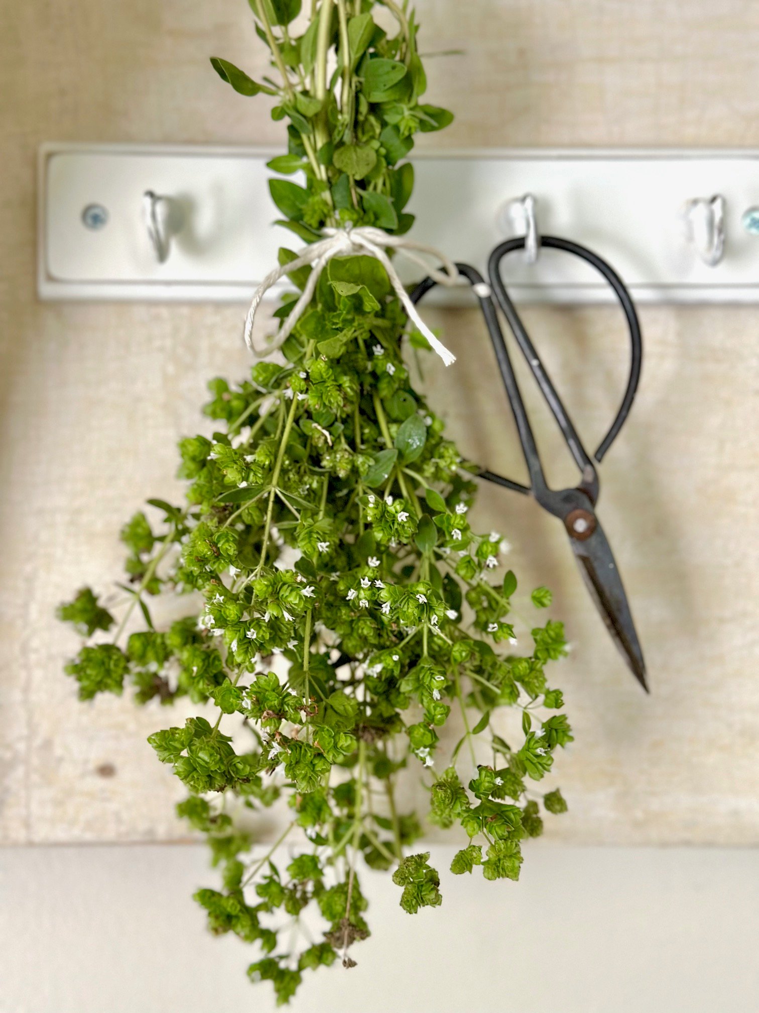 flowering oregano hanging to dry.