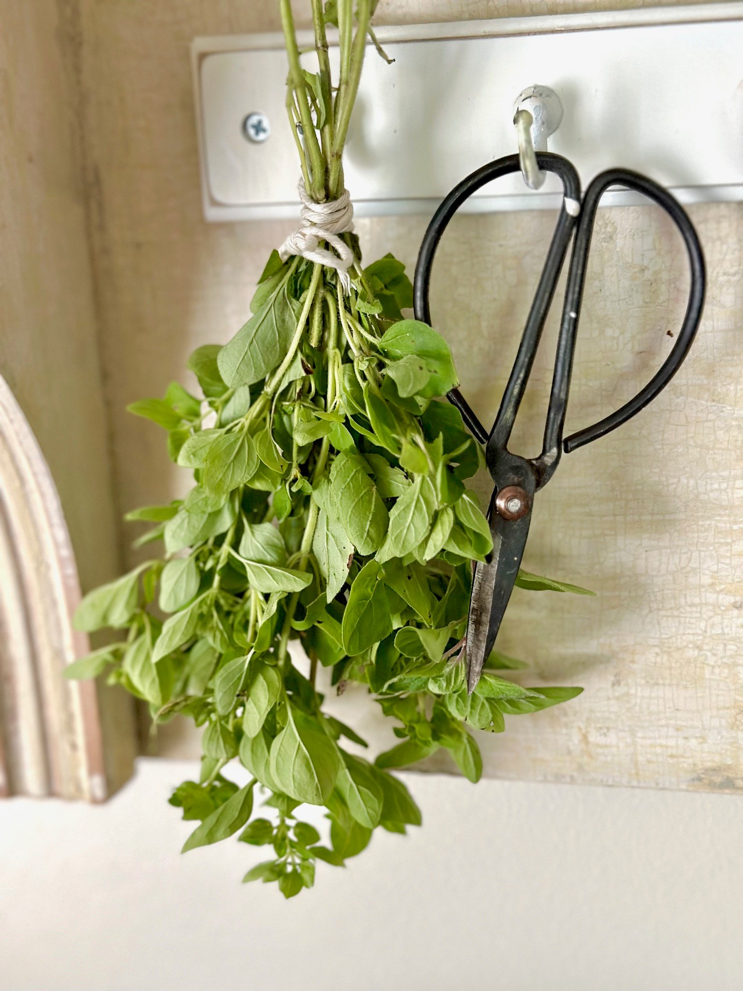 oregano hanging to dry. 