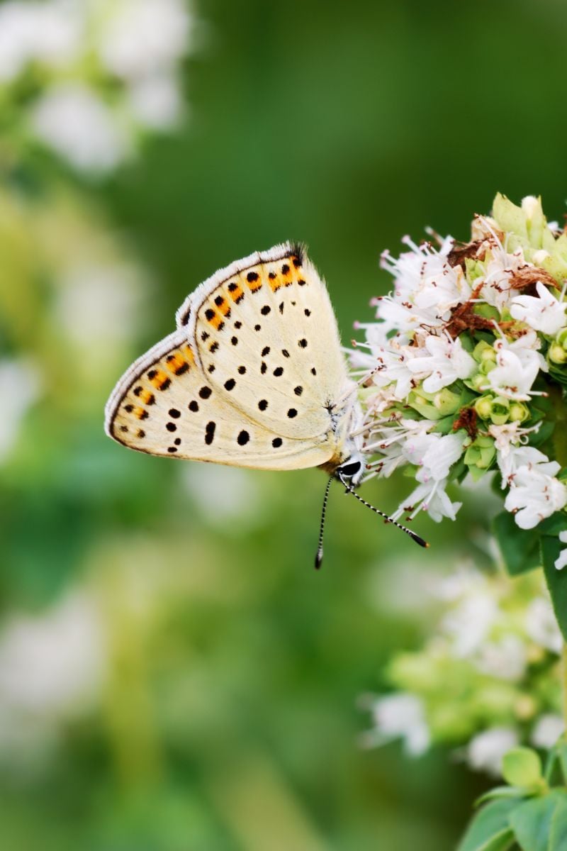 A butterfly enjoying an oregano flower.
