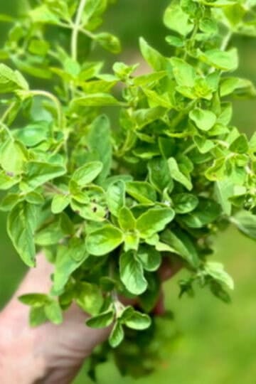 A hand holding a big bunch or fresh cut oregano.
