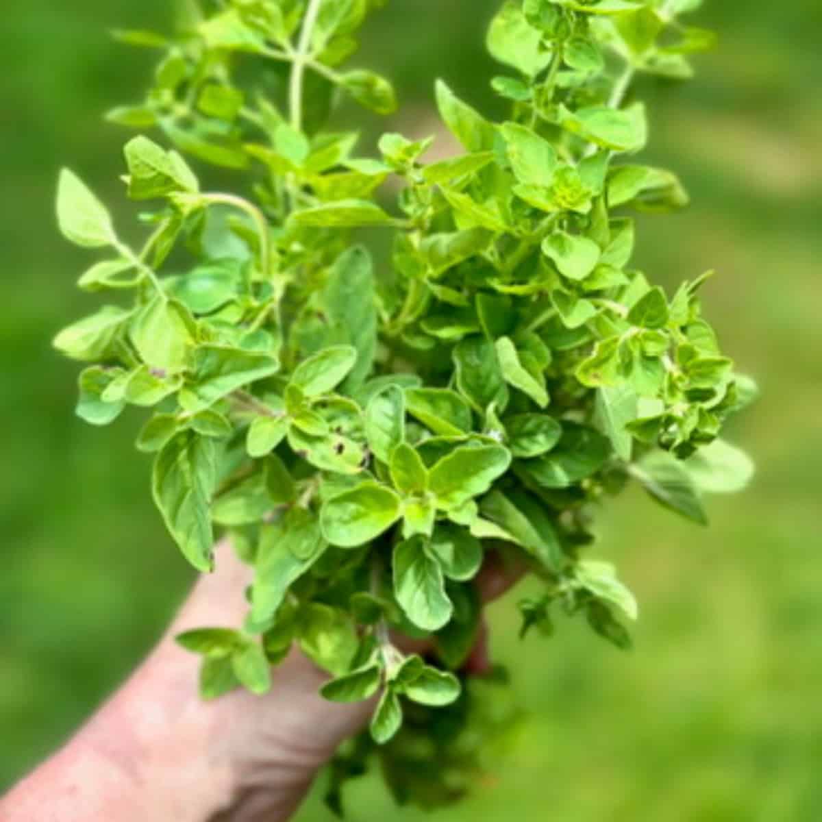 How to Grow Oregano: Essential Tips for Flavorful Results