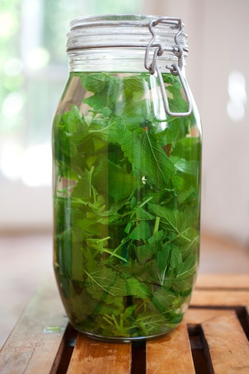 Lemon balm leaves in a jar of liquid. 