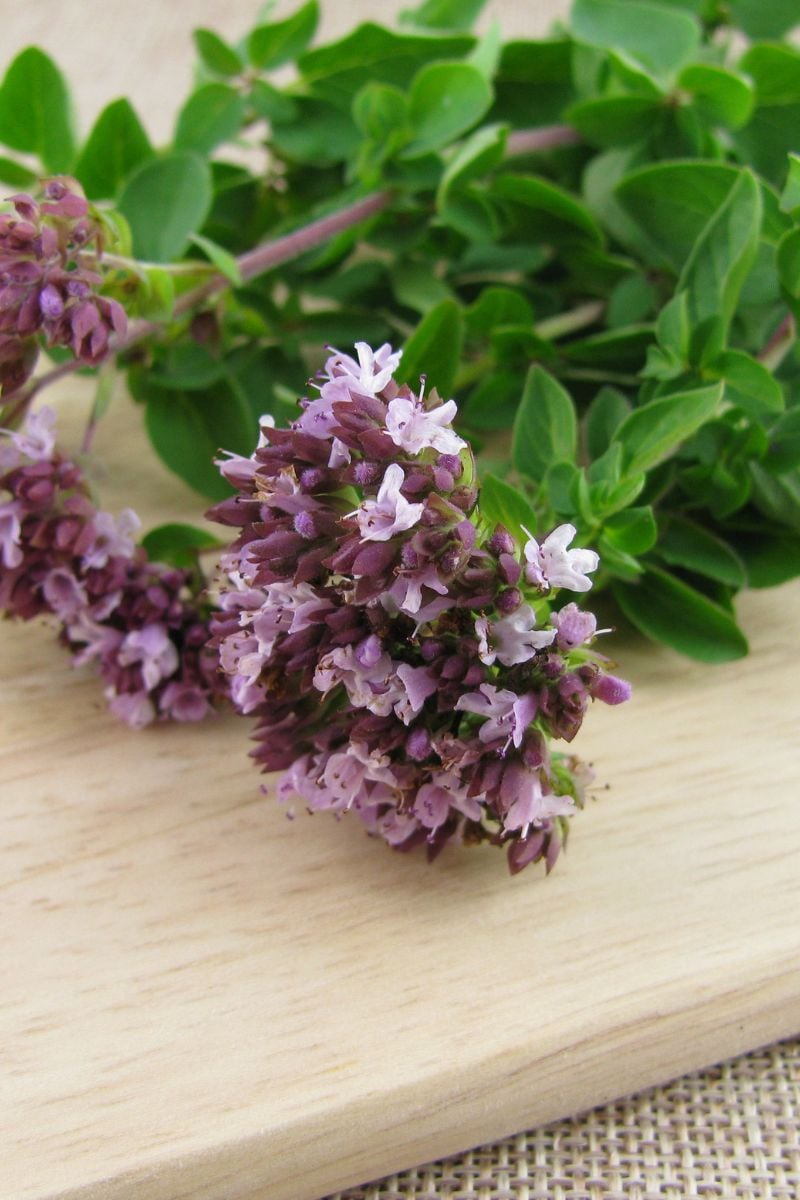 A close up of oregano flowers.