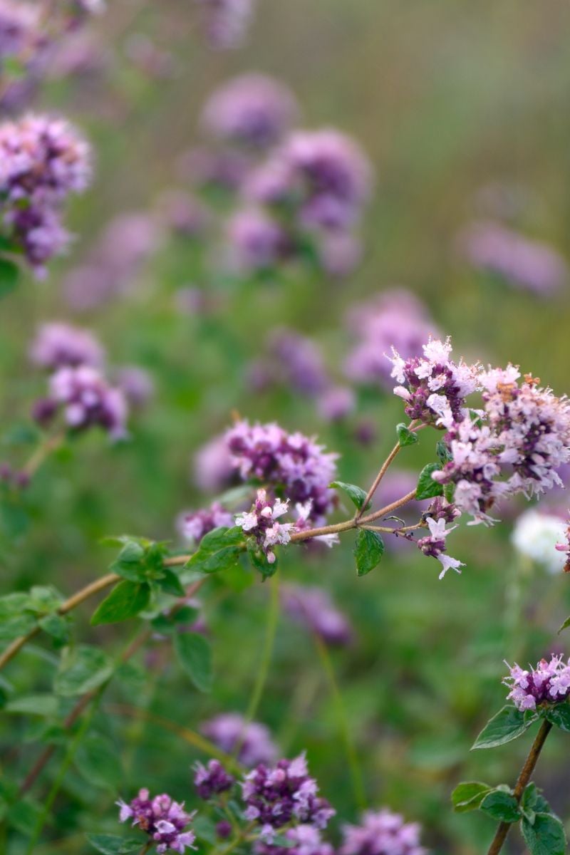 flowering oregano. this plant has purple tiny blooms on the stem.