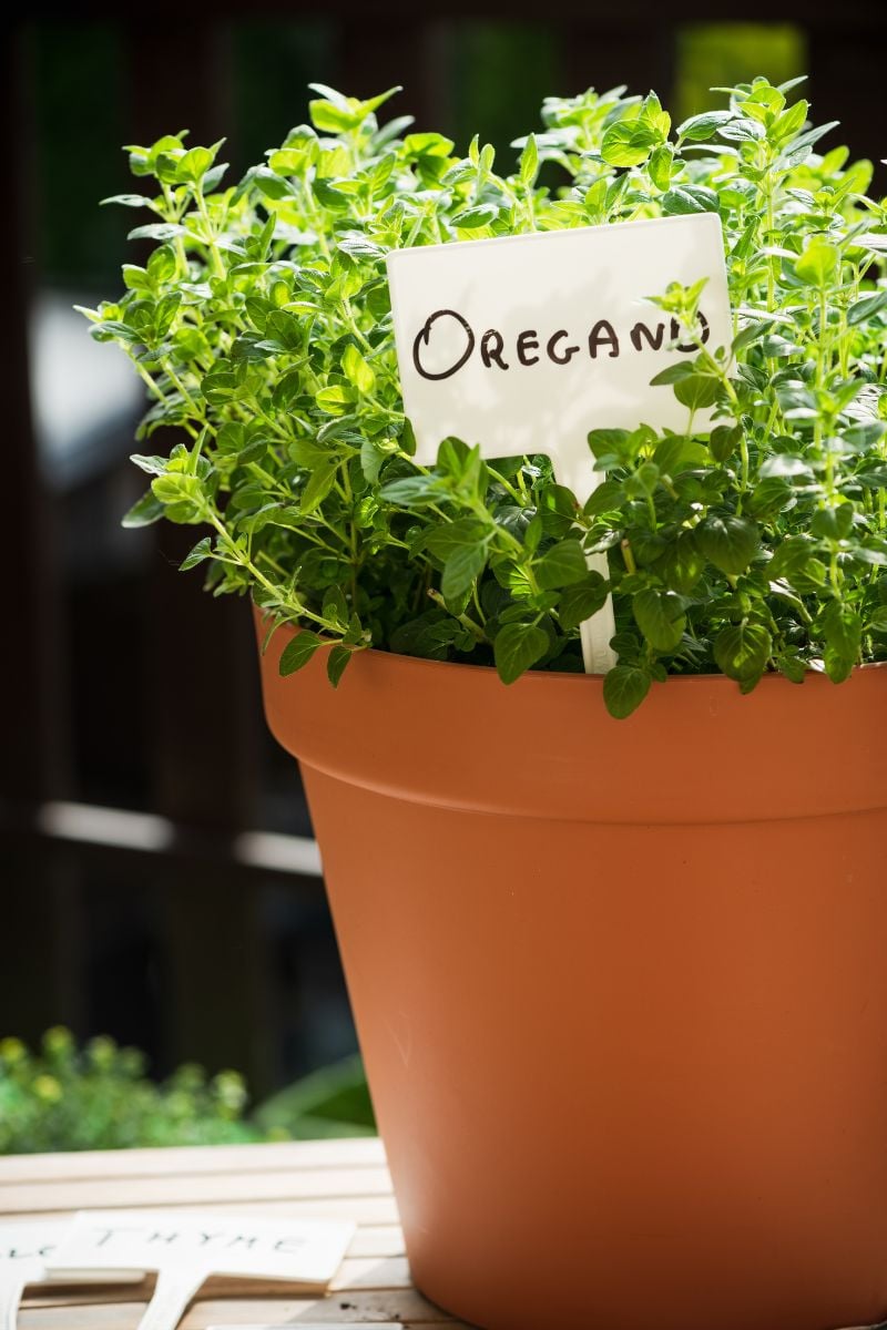 a clay pot with oregano in it. 
