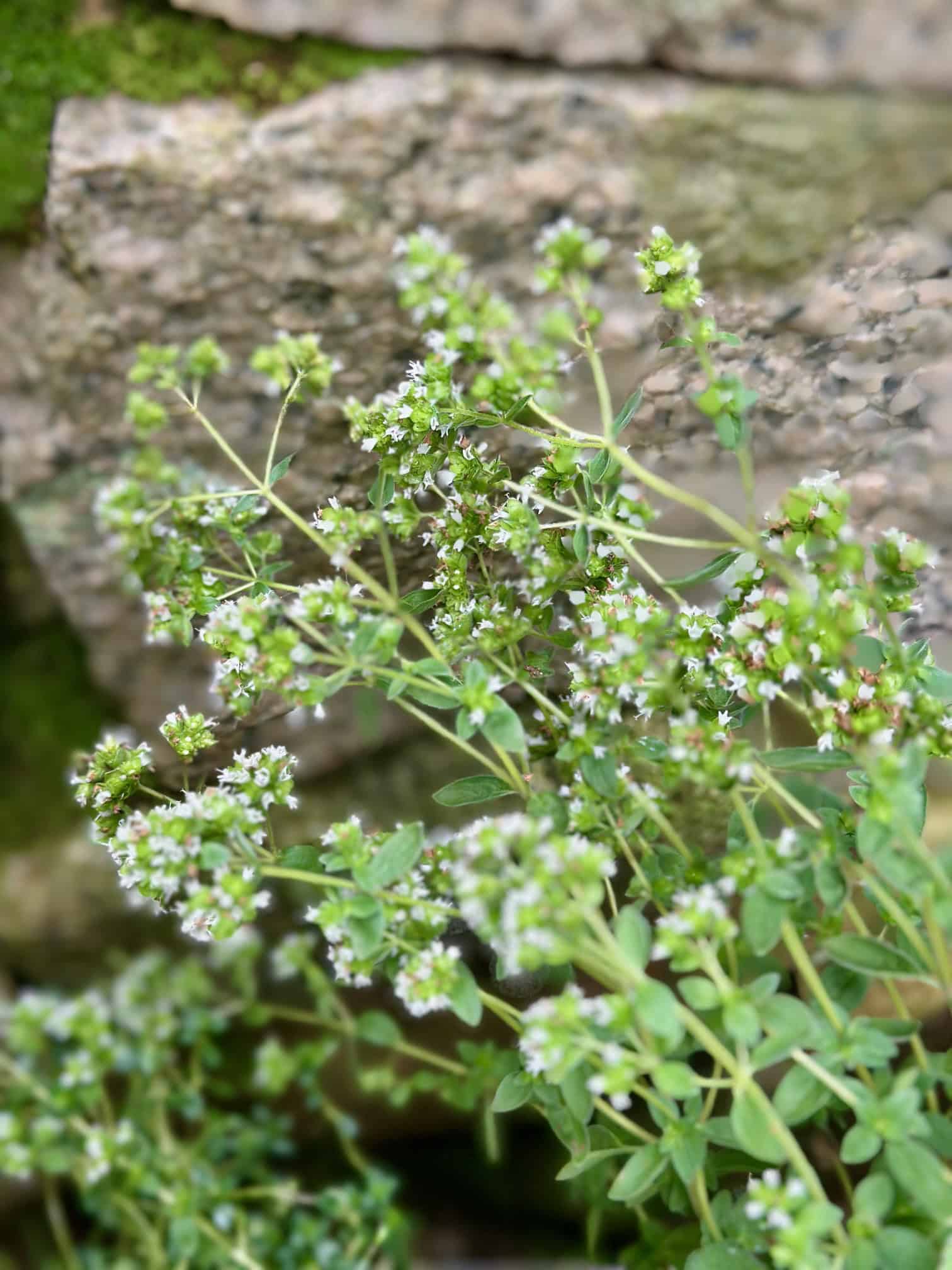 Flowering oregano in a planter.