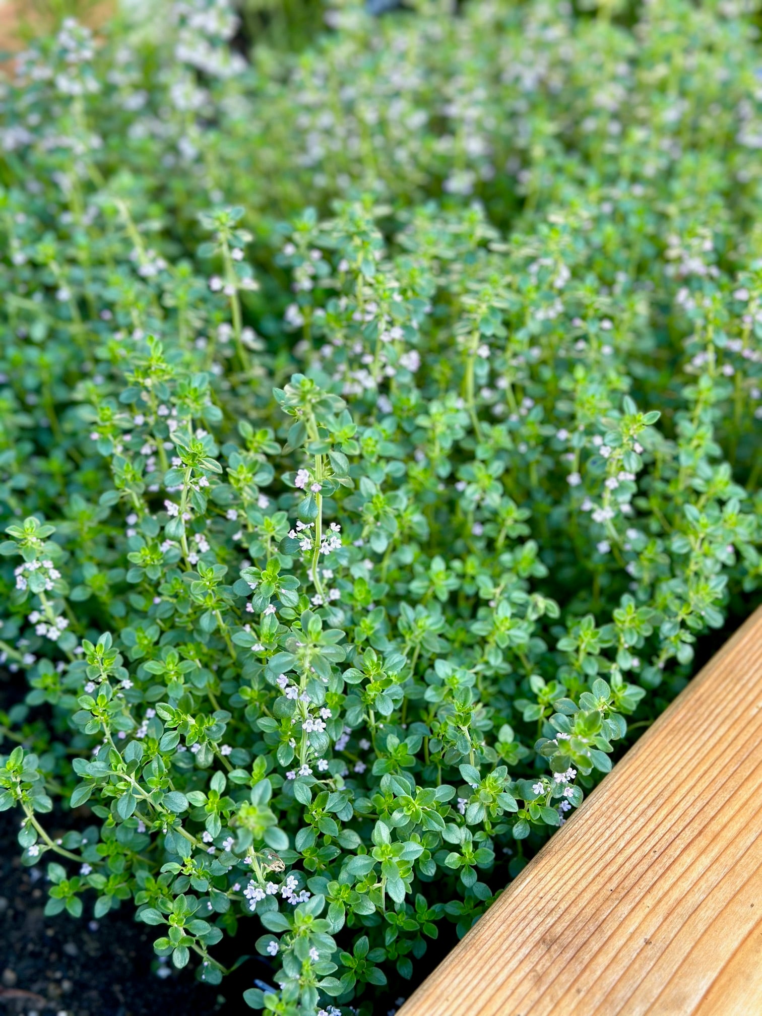 A large thyme plant in a raised bed.