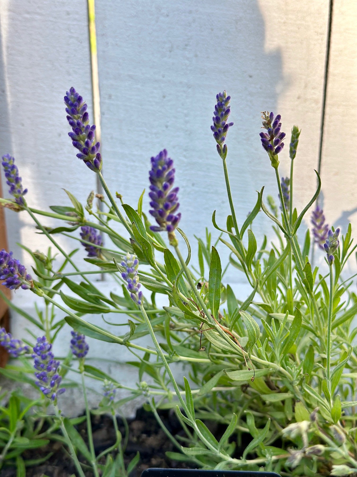 lavender blooming in my garden.
