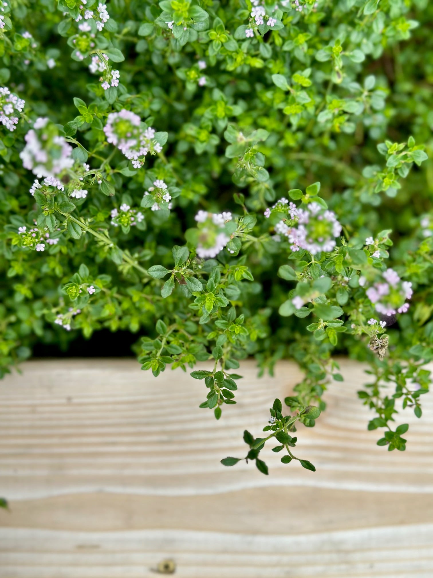 flowering thyme. 