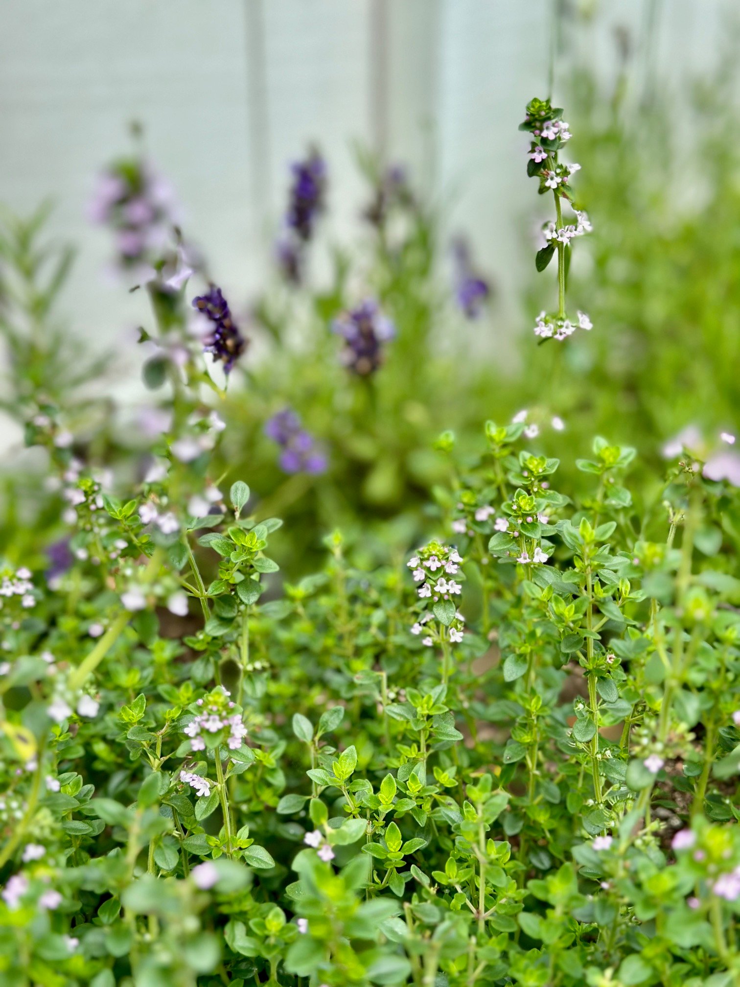 Assorted herbs growing in a garden. 