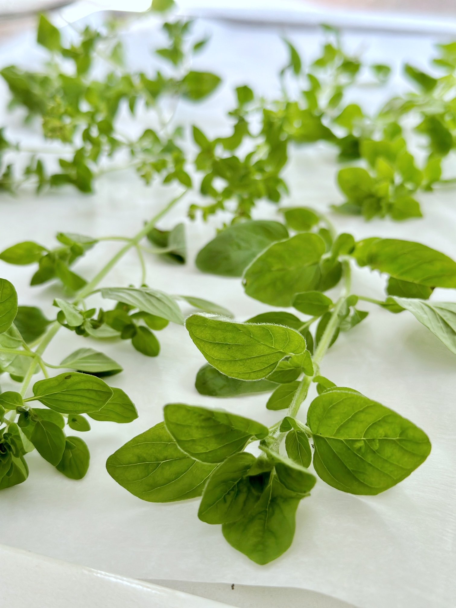 oregano on parchment paper on a cooking sheet. 
