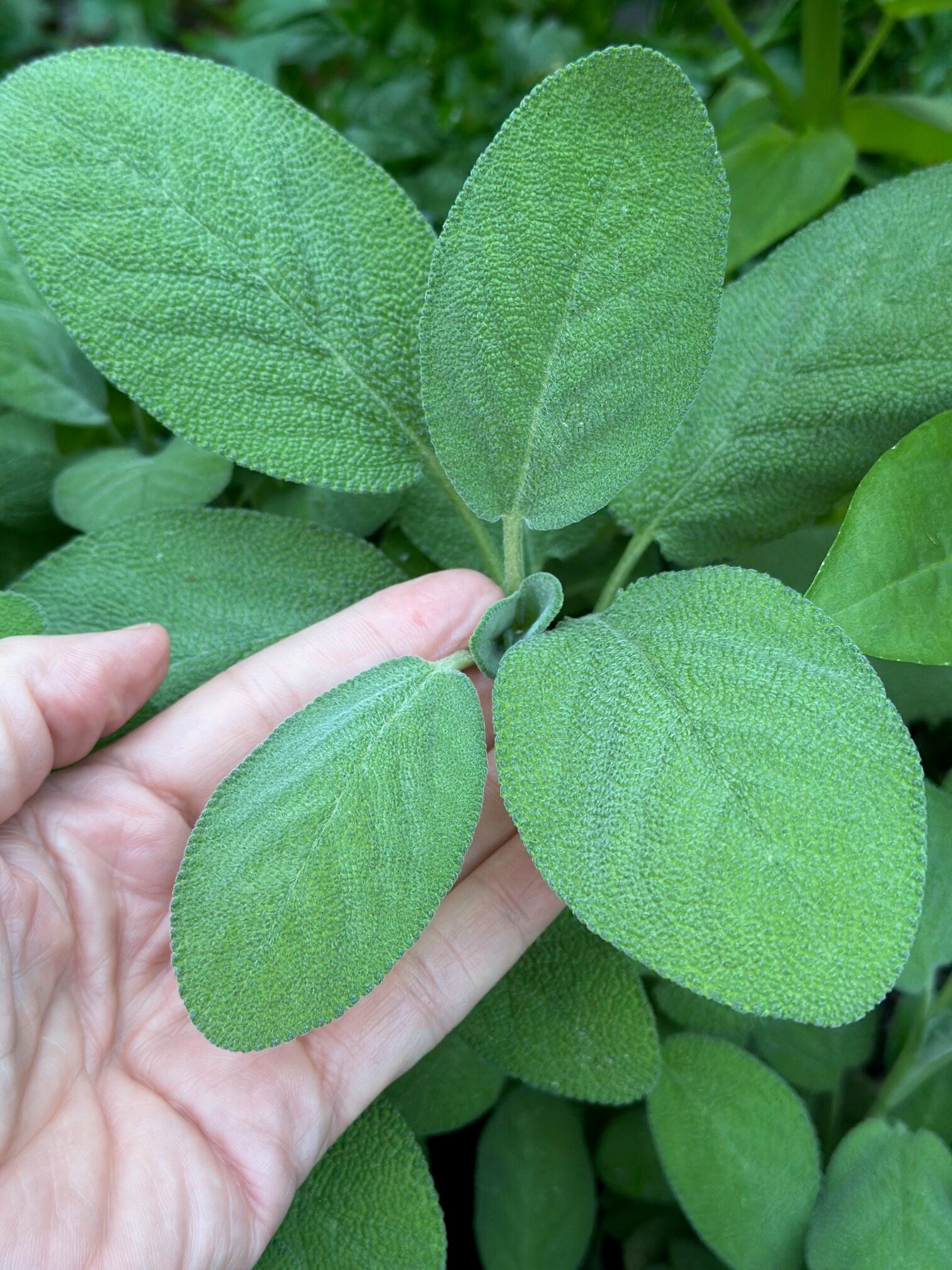 me holding a stem of sage. 