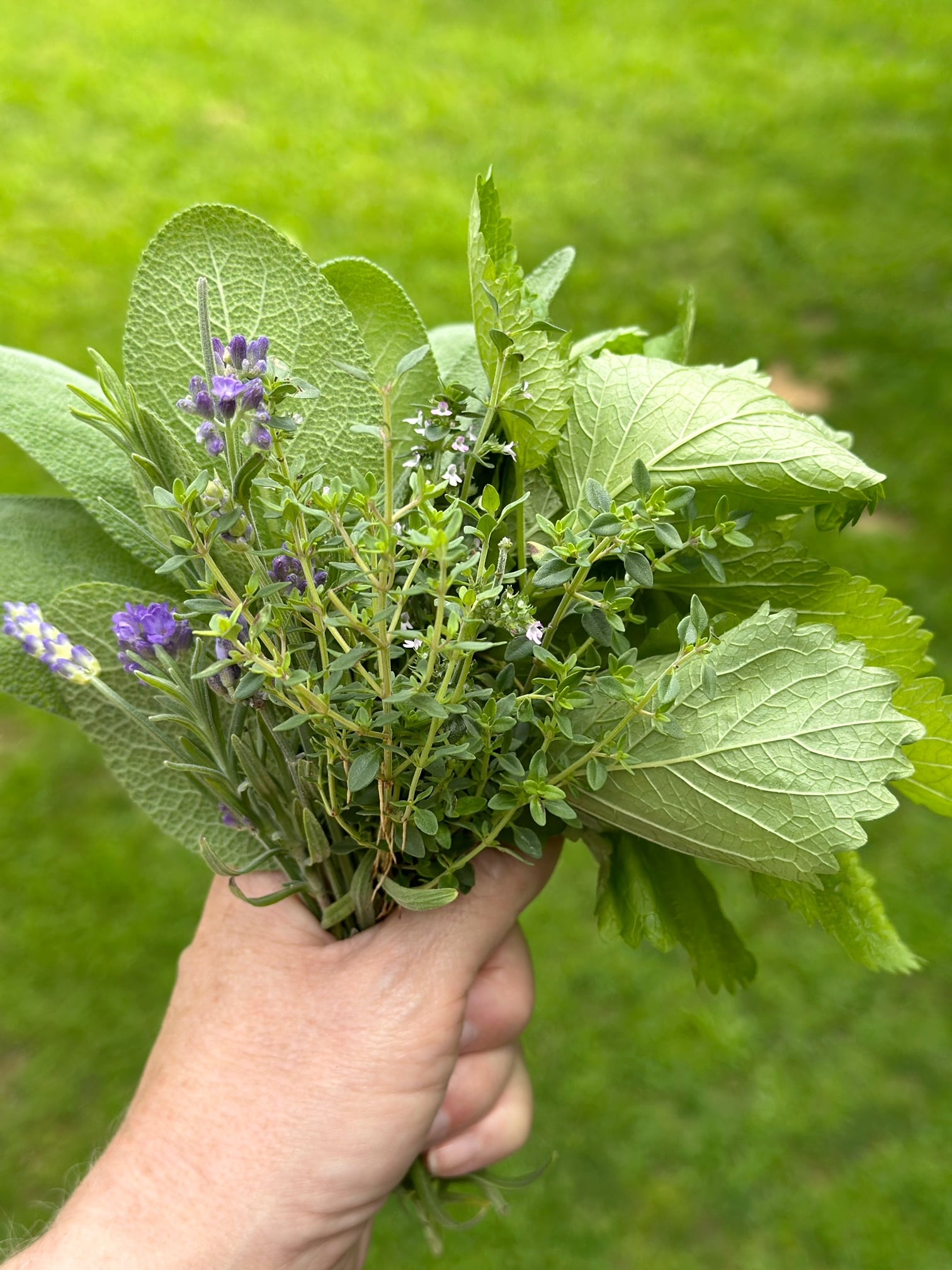 handful of cut herbs from the garden. 