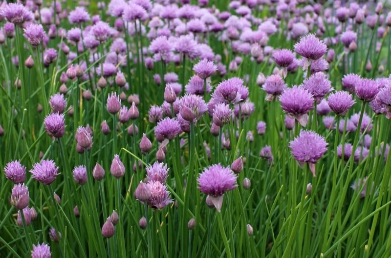 beautiful purple flowering chives.