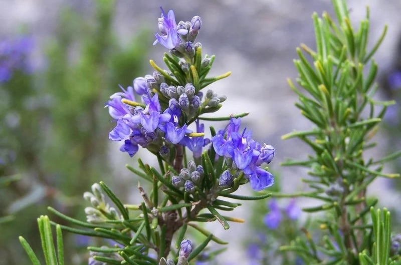 bright blue-ish purple flowers on rosemary. 