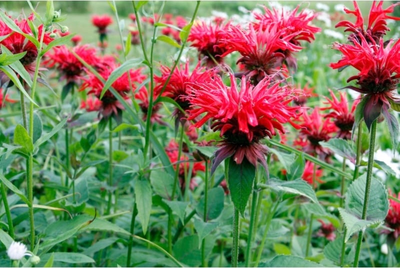 Gorgeous red bee balm.