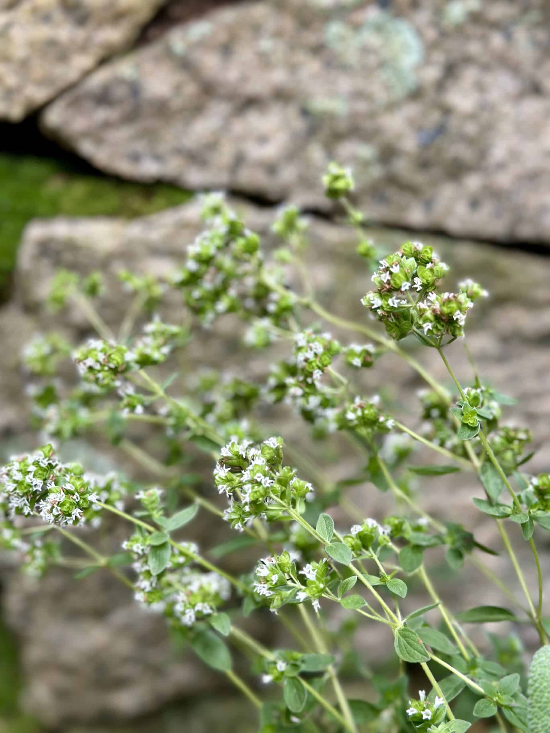 Flowering oregano with sweet tiny flowers.