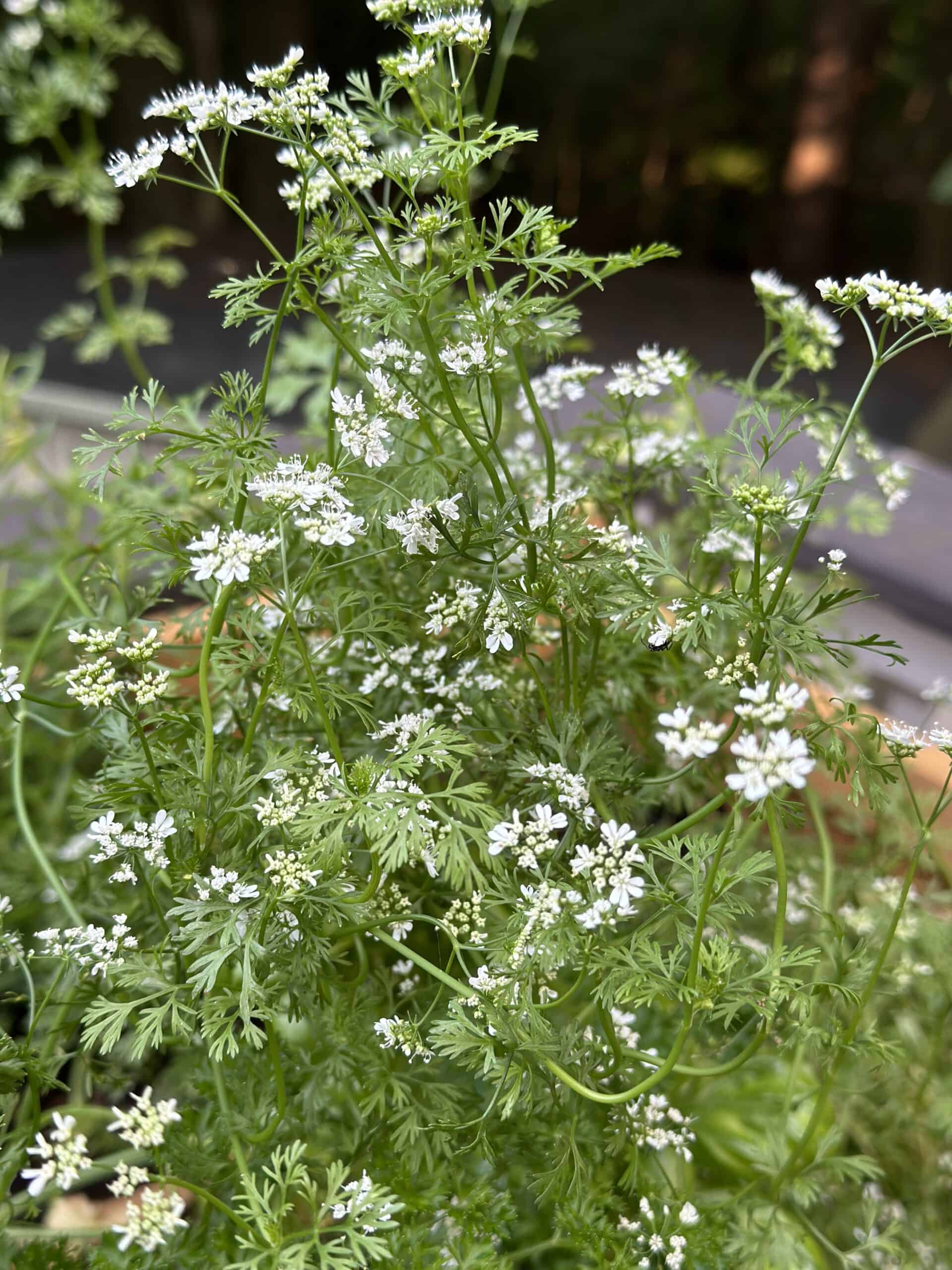 Cilantro that has bolted with tiny white flowers.