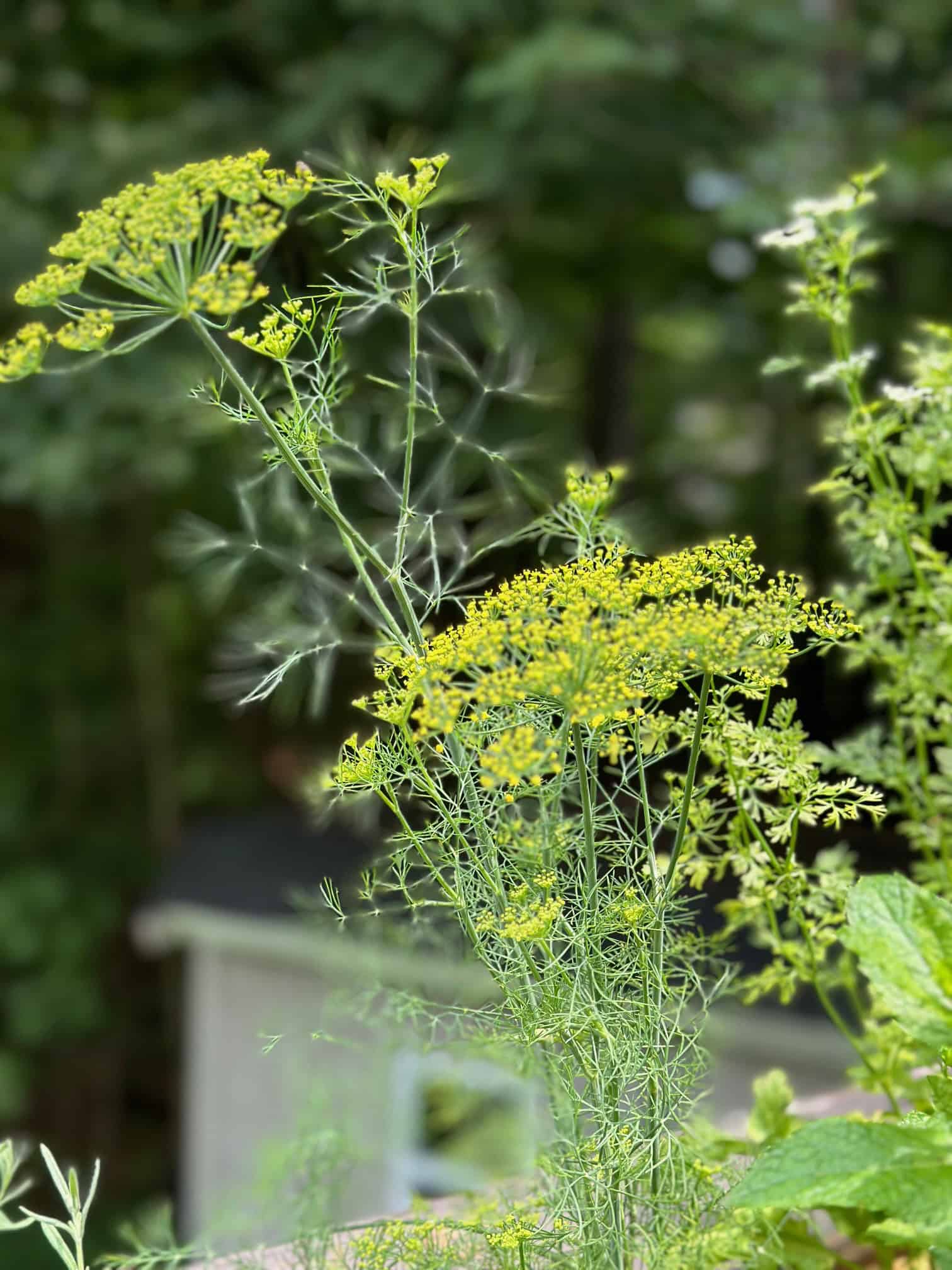 Pretty, fluffy yellow flowering dill.