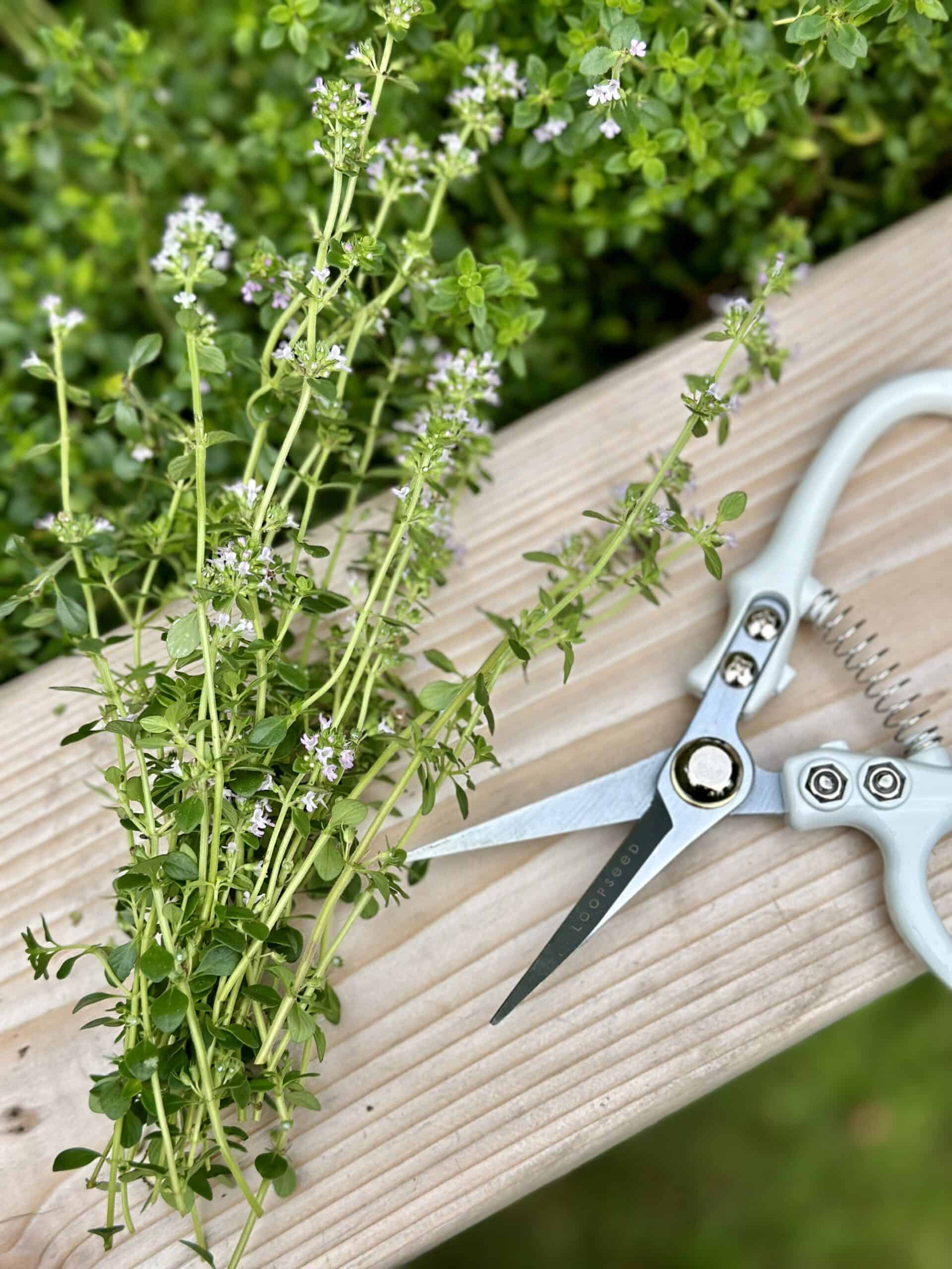 Scissors with flowering thyme.