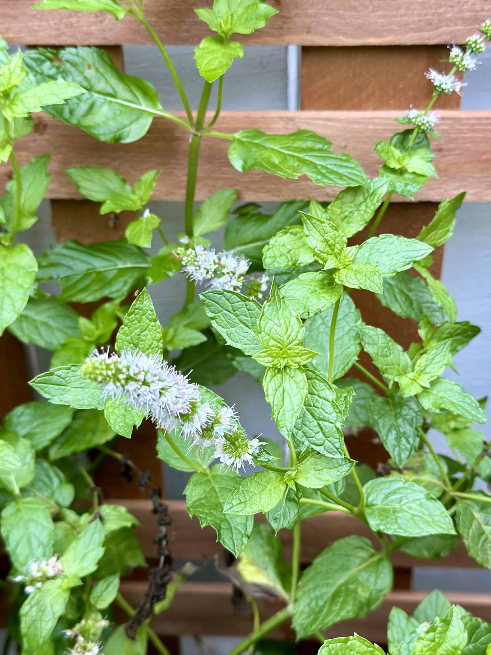 Sweet mint with tiny spike like soft purple flowers.