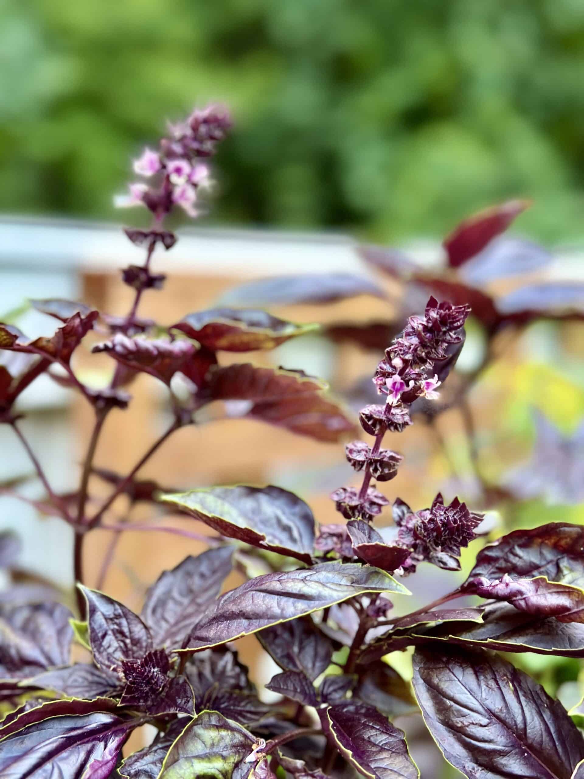 Flowering purple basil plant.
