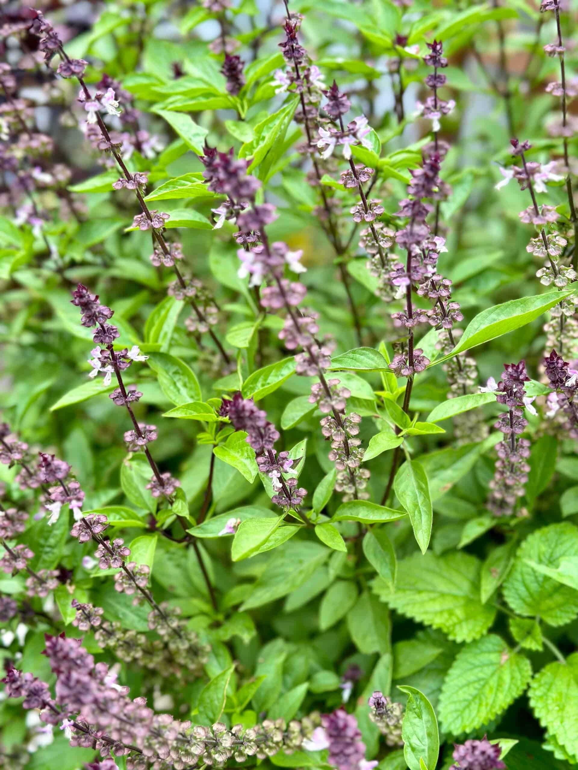 Flowering Thai basil with bright green leaves and purple spike flowers.