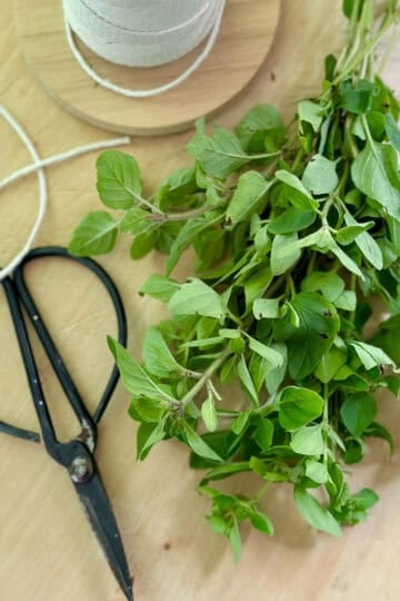 A bundle of oregano with scissors and string.
