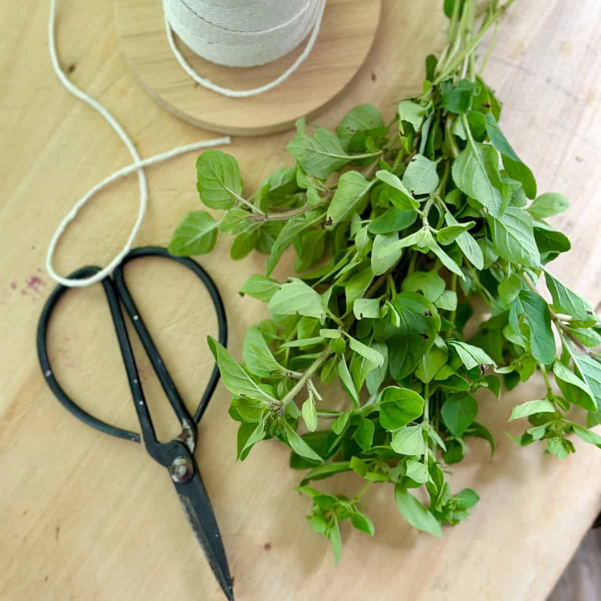 A bundle of oregano with scissors and string.