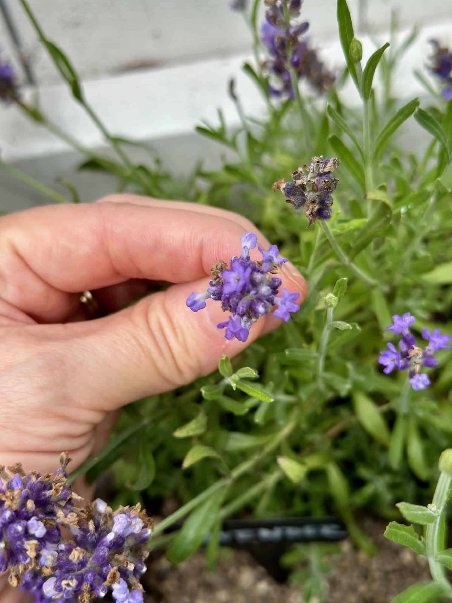 Flowering lavender with deep purple blooms.