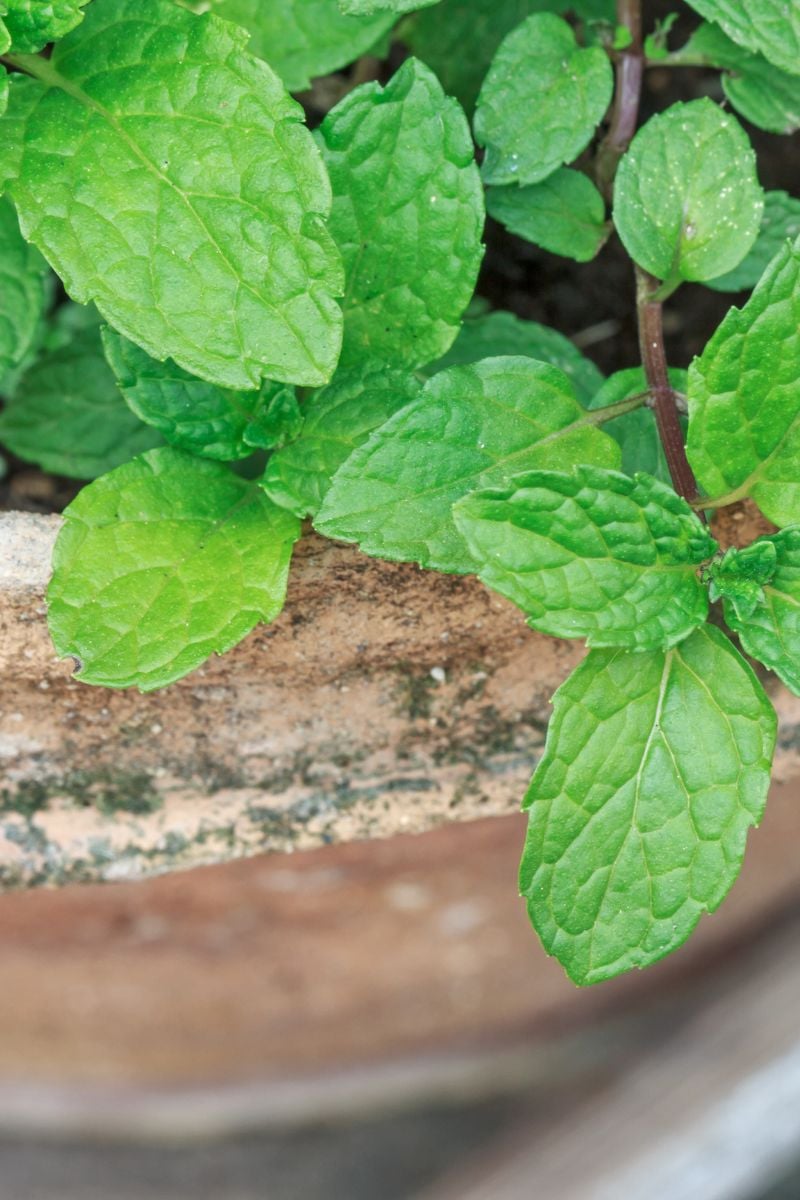 Close up of mint in clay pot. 