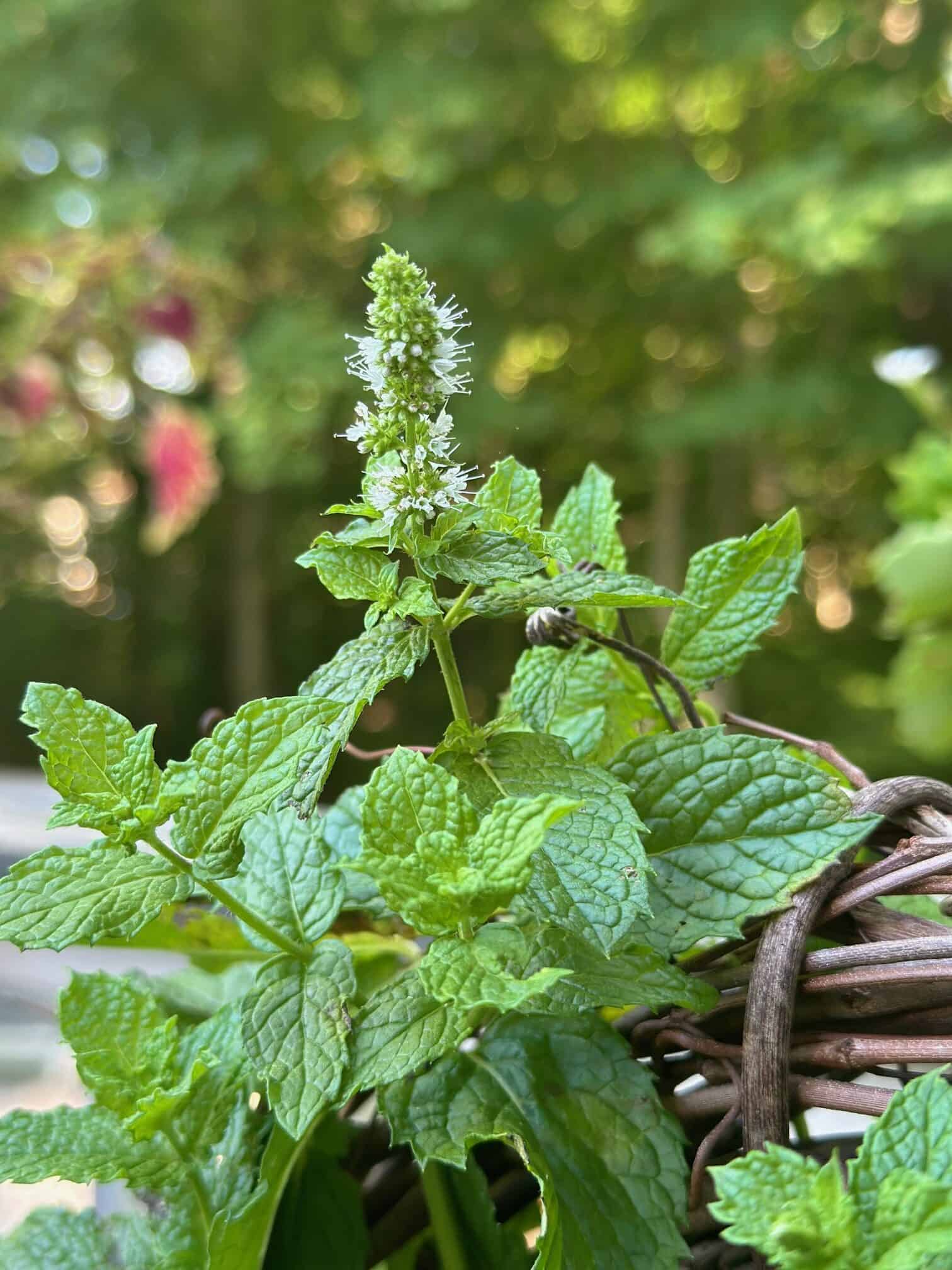 Mint flowering on a mint topiary.