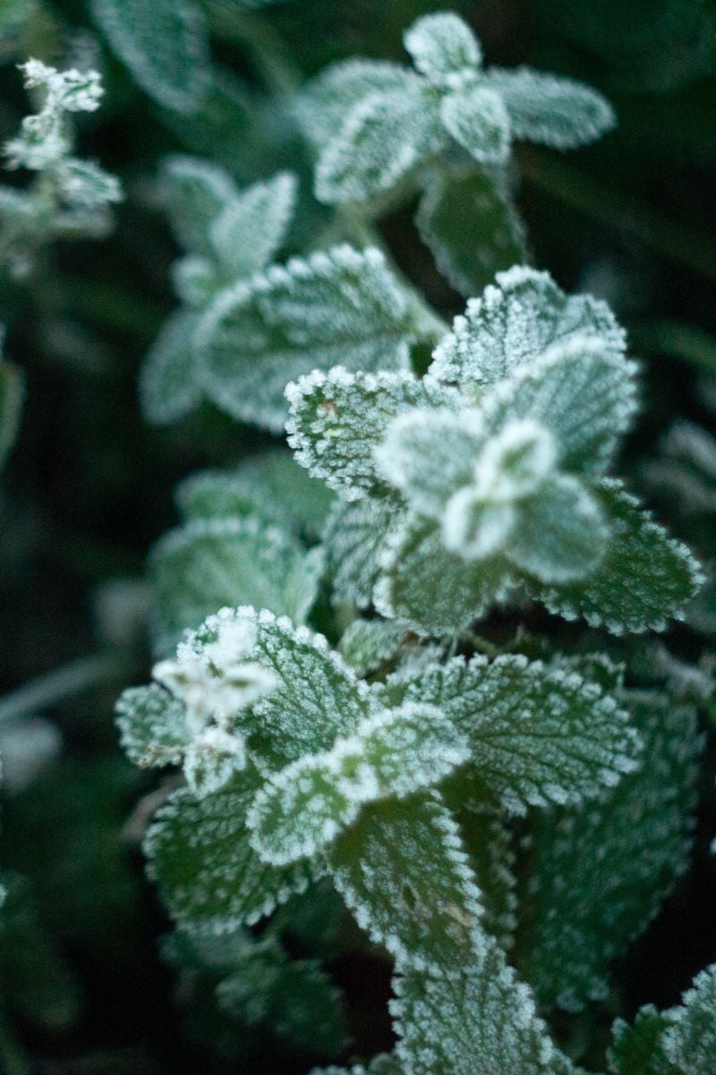 mint with frost on it.