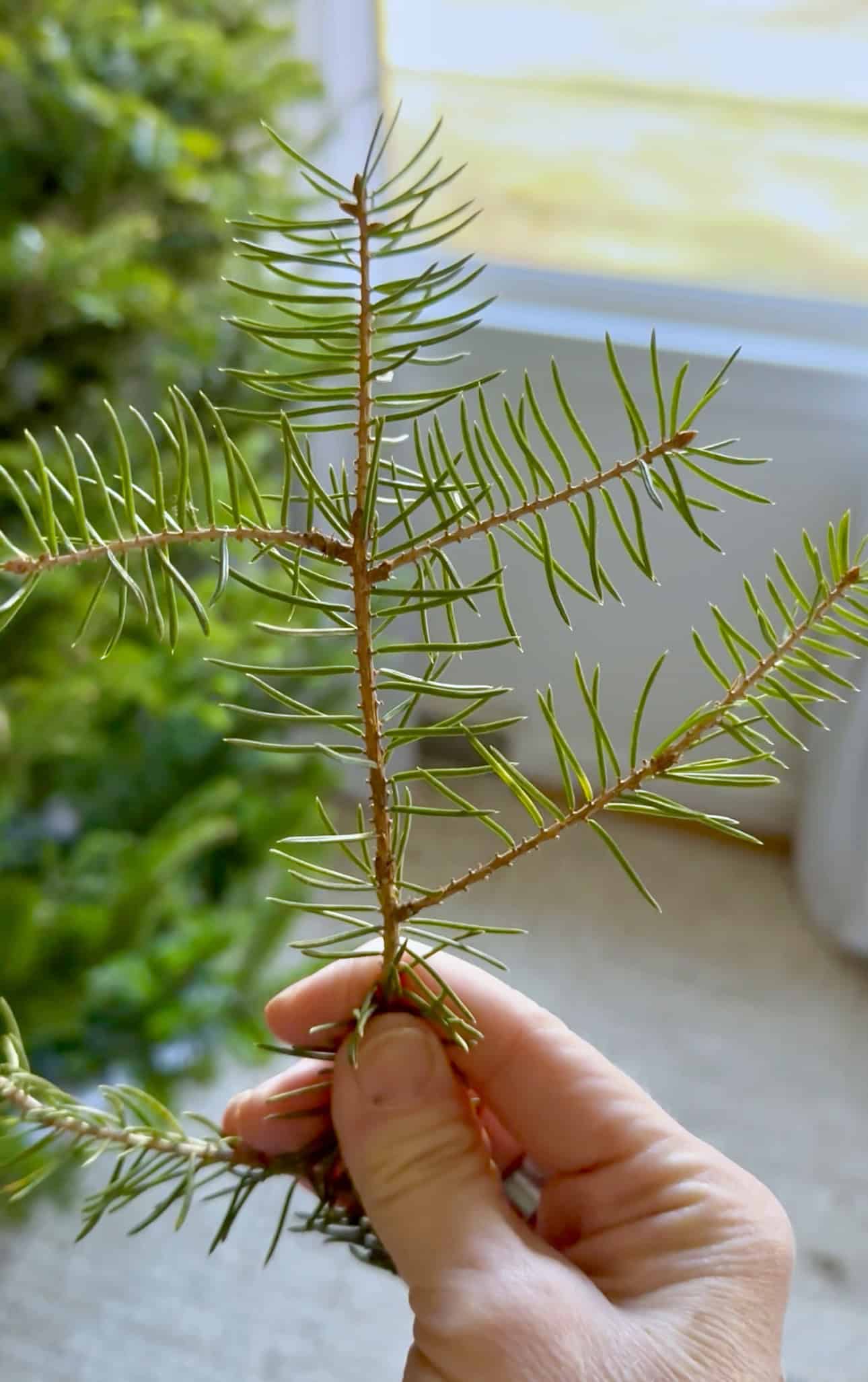 A branch of a pine tree.