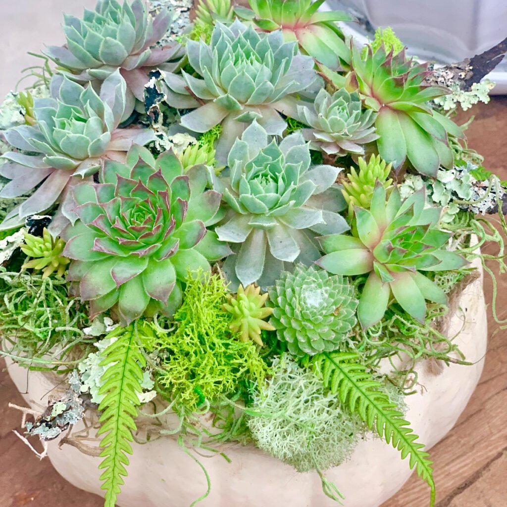 A White pumpkin with green succulents, many varieties.