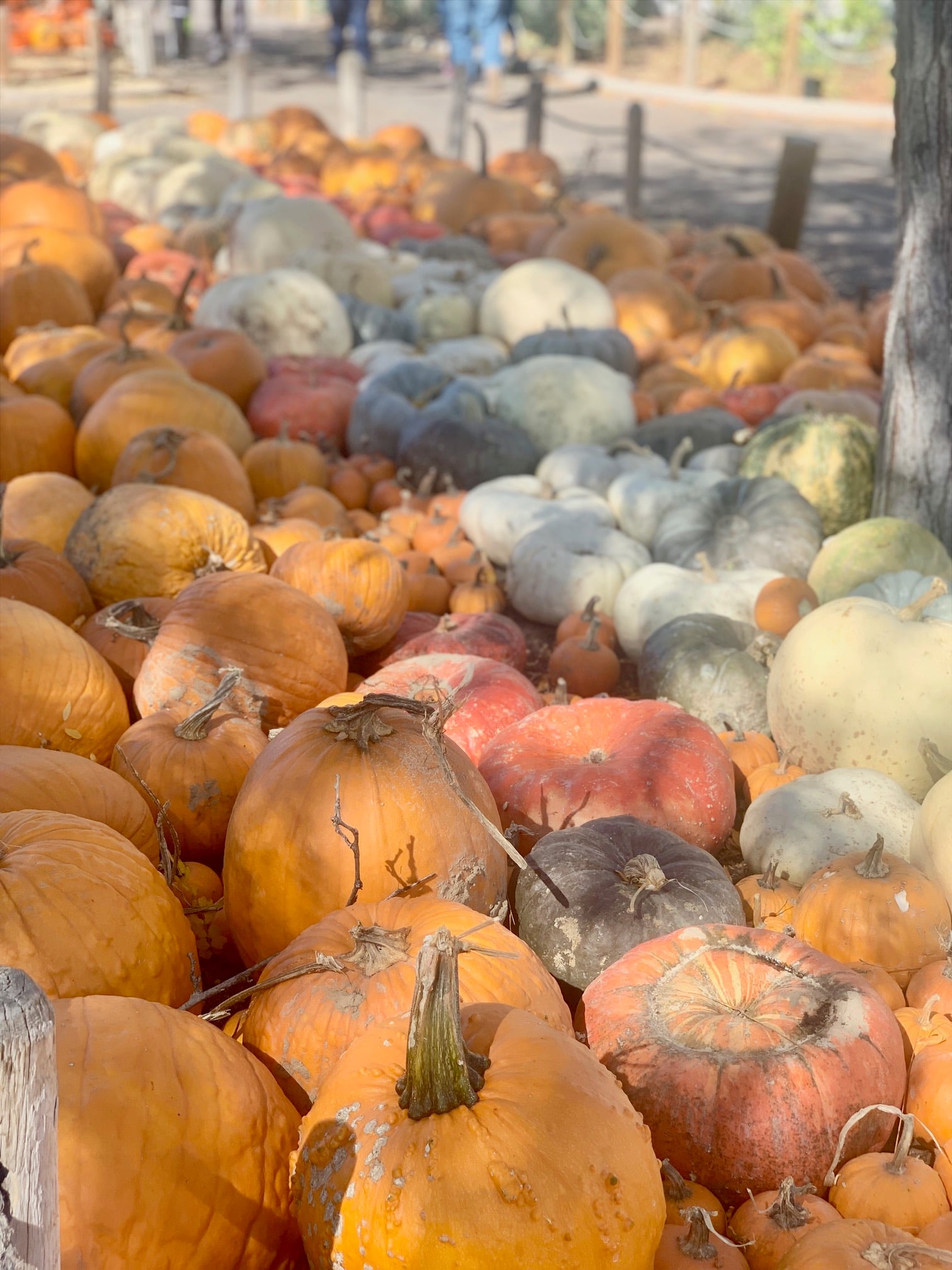 A pumpkin patch with all types of pumpkins to pick from.