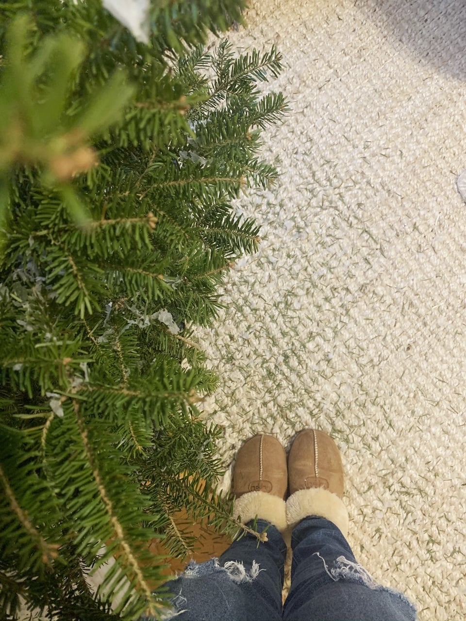 Fresh Christmas tree with needles on the rug.