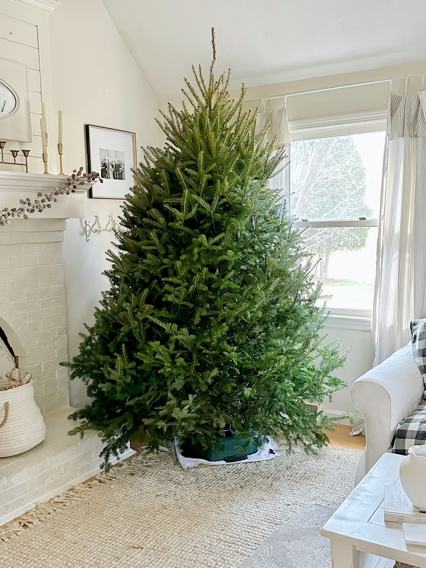 A real tree, bare and upright in a tree stand ready to be decorated.