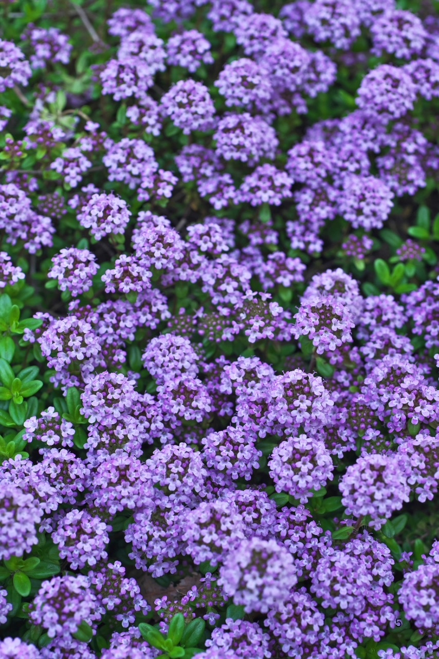 A beautiful purple tone. The flowers are a collection of smaller blooms.