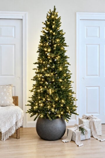 Christmas tree in a pot.