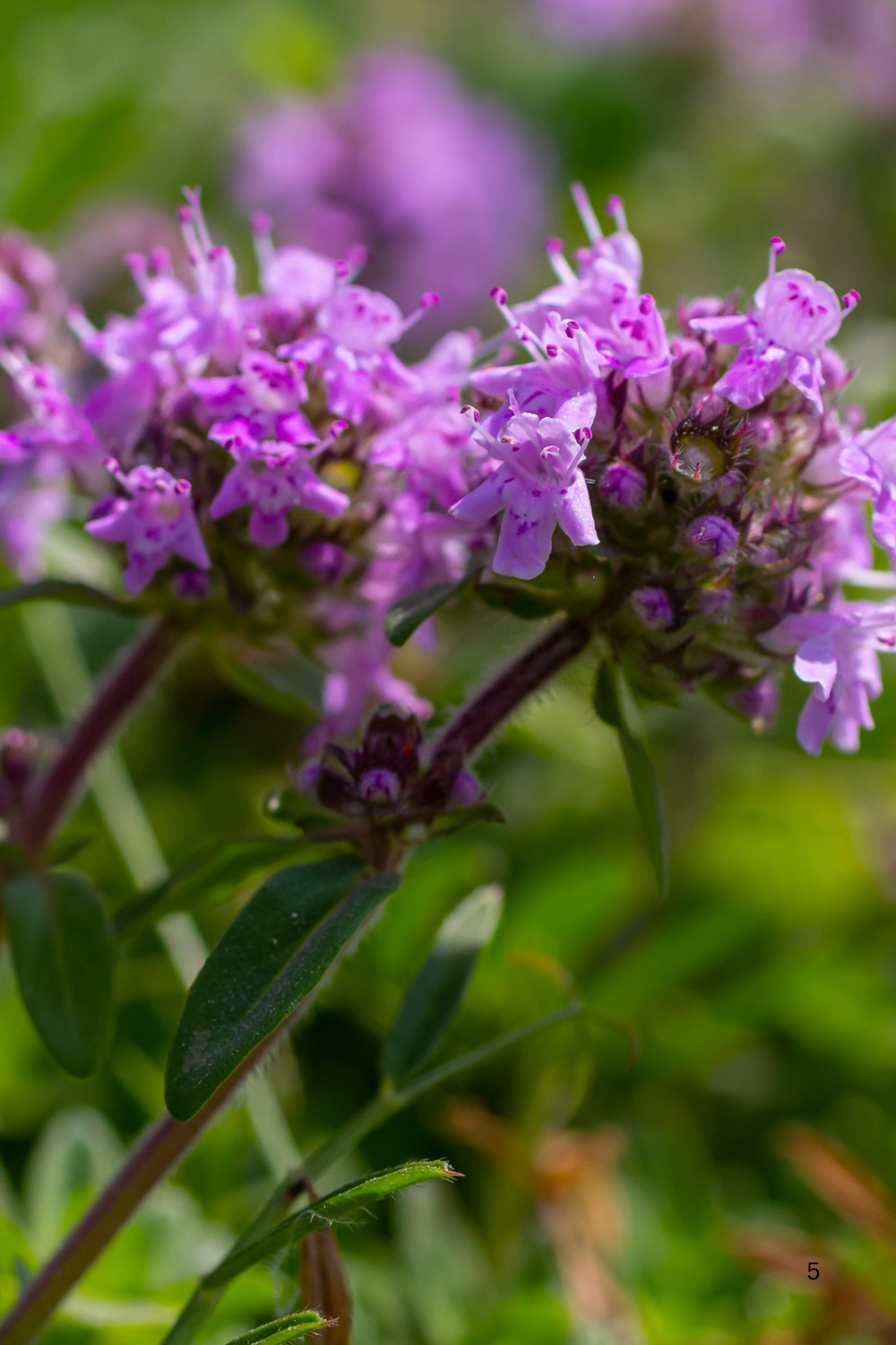 bright magenta color blooms on creeping thyme.