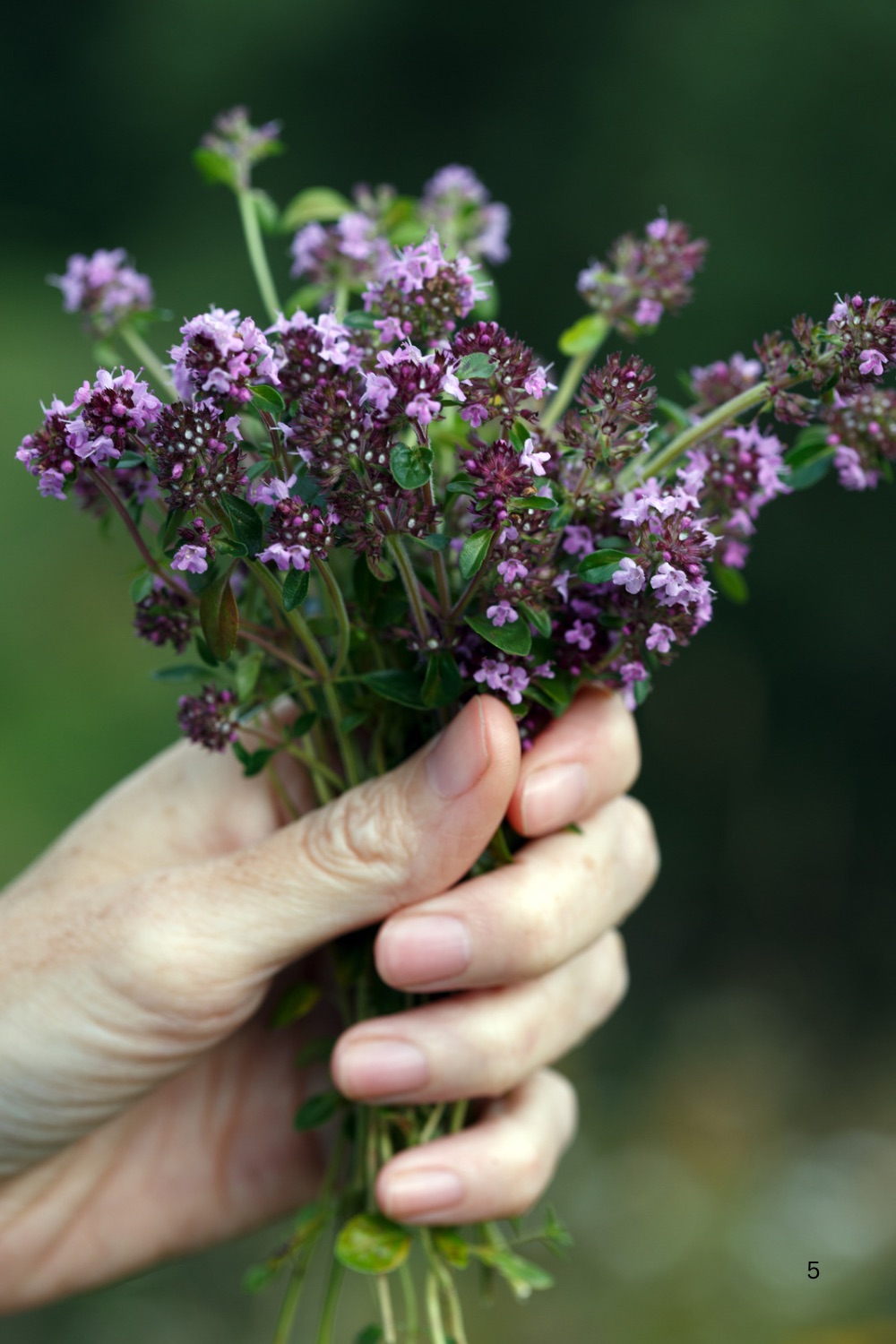 A hand holding a bunch of creeping thyme stems. 