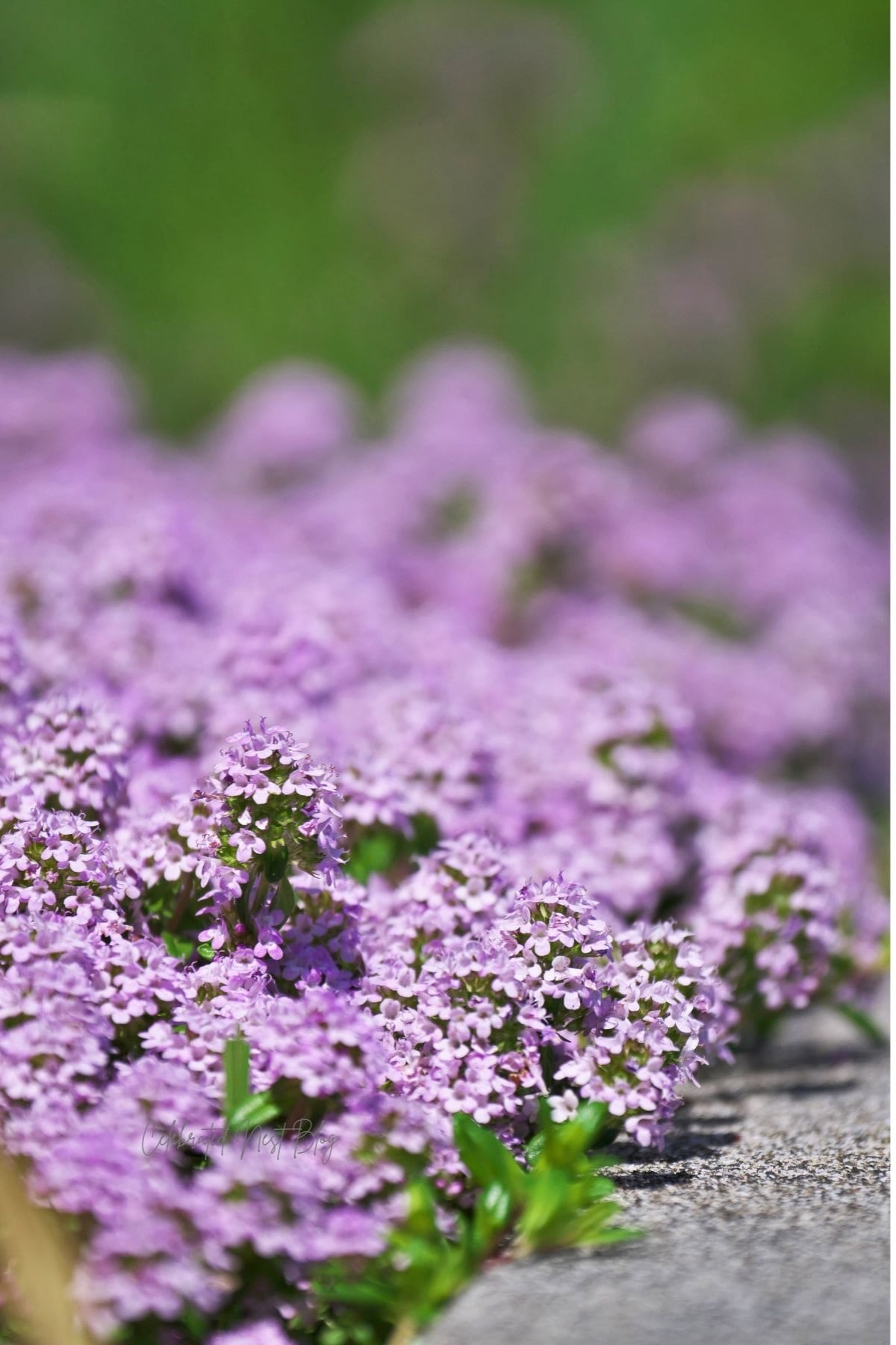Purple creeping thyme spilling out of a garden bed. 
