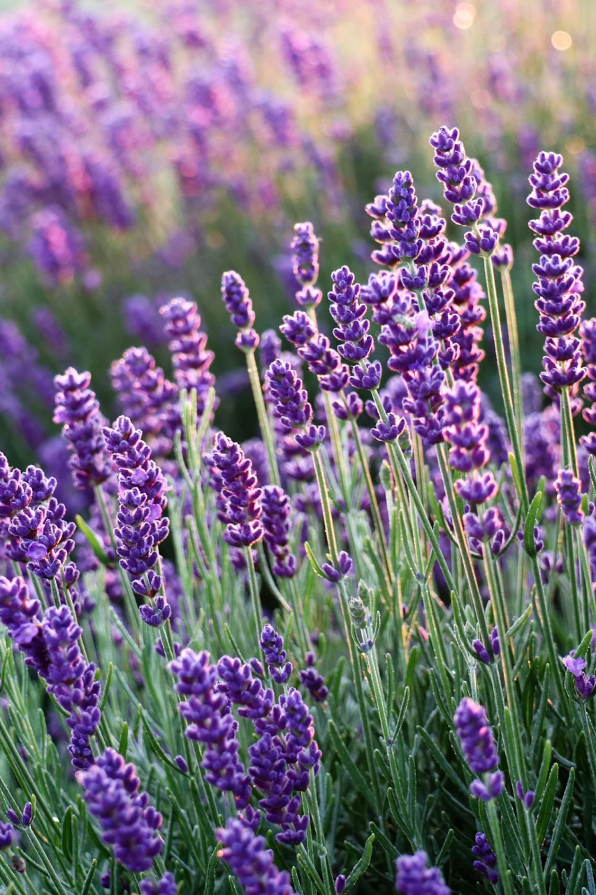 Beautiful blooming lavender plants in a field. 
