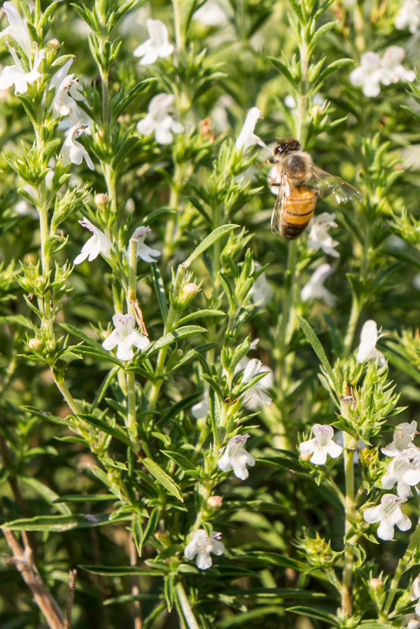 Winter savory with white flowers. 