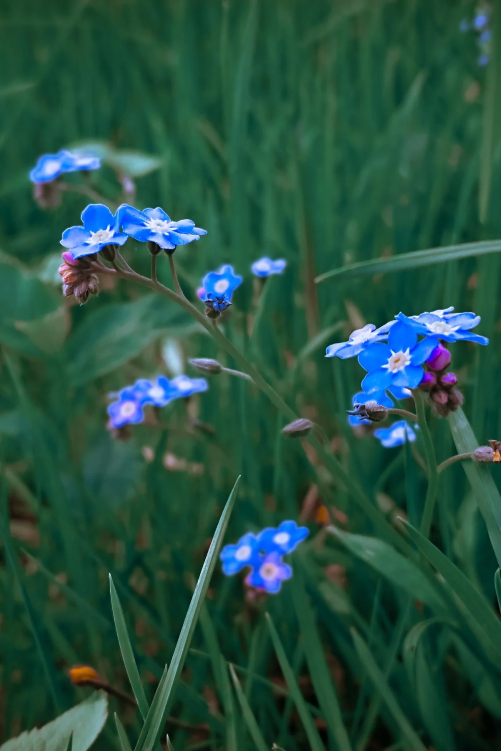 Small blue flowers on a stem. 