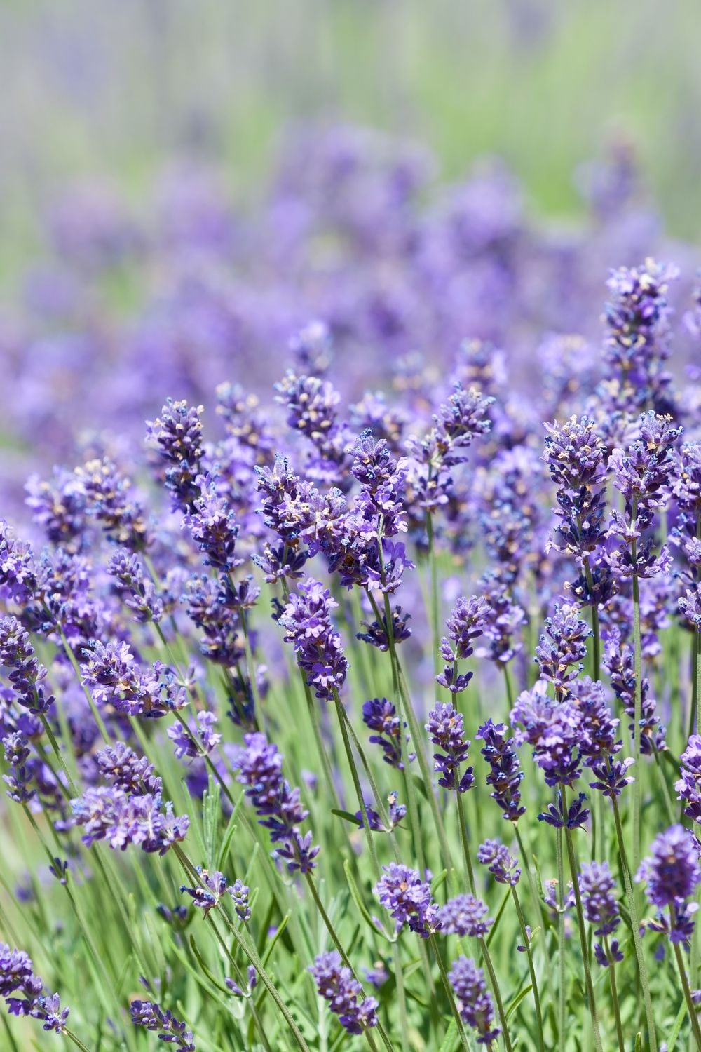A field of lavender all in bloom. 